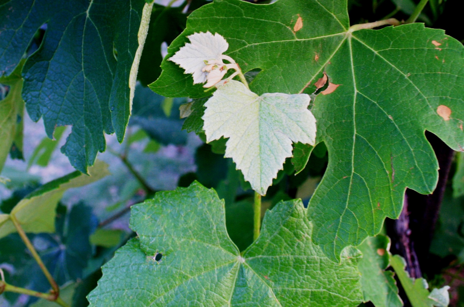 vine grape leaf free photo