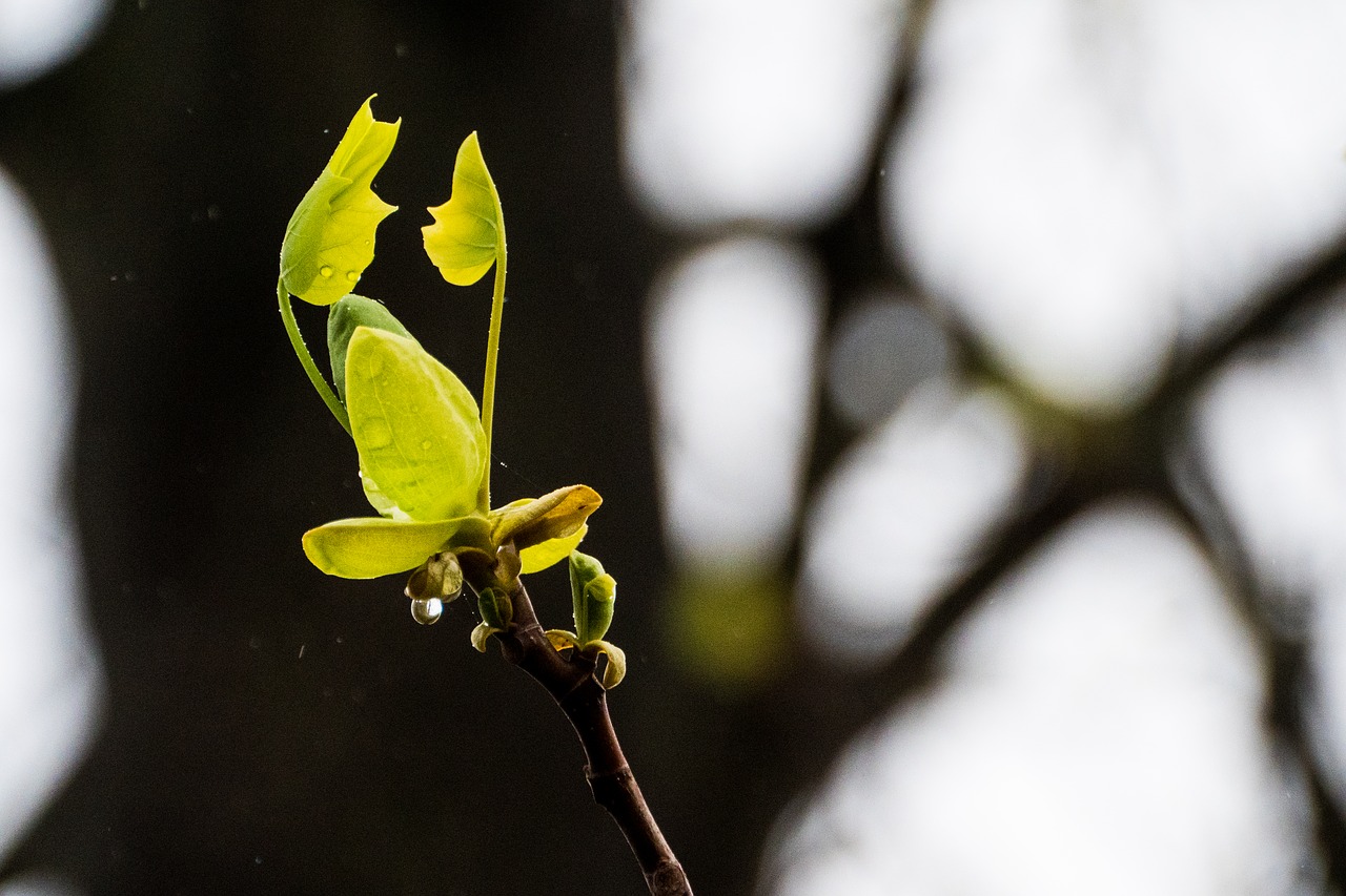 new life  spring  maple free photo