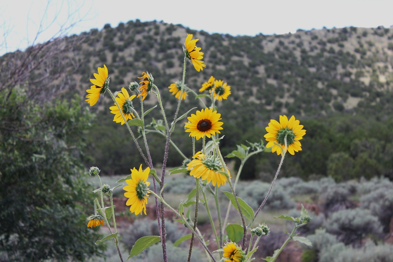 new mexico desert flowers southwest desert free photo