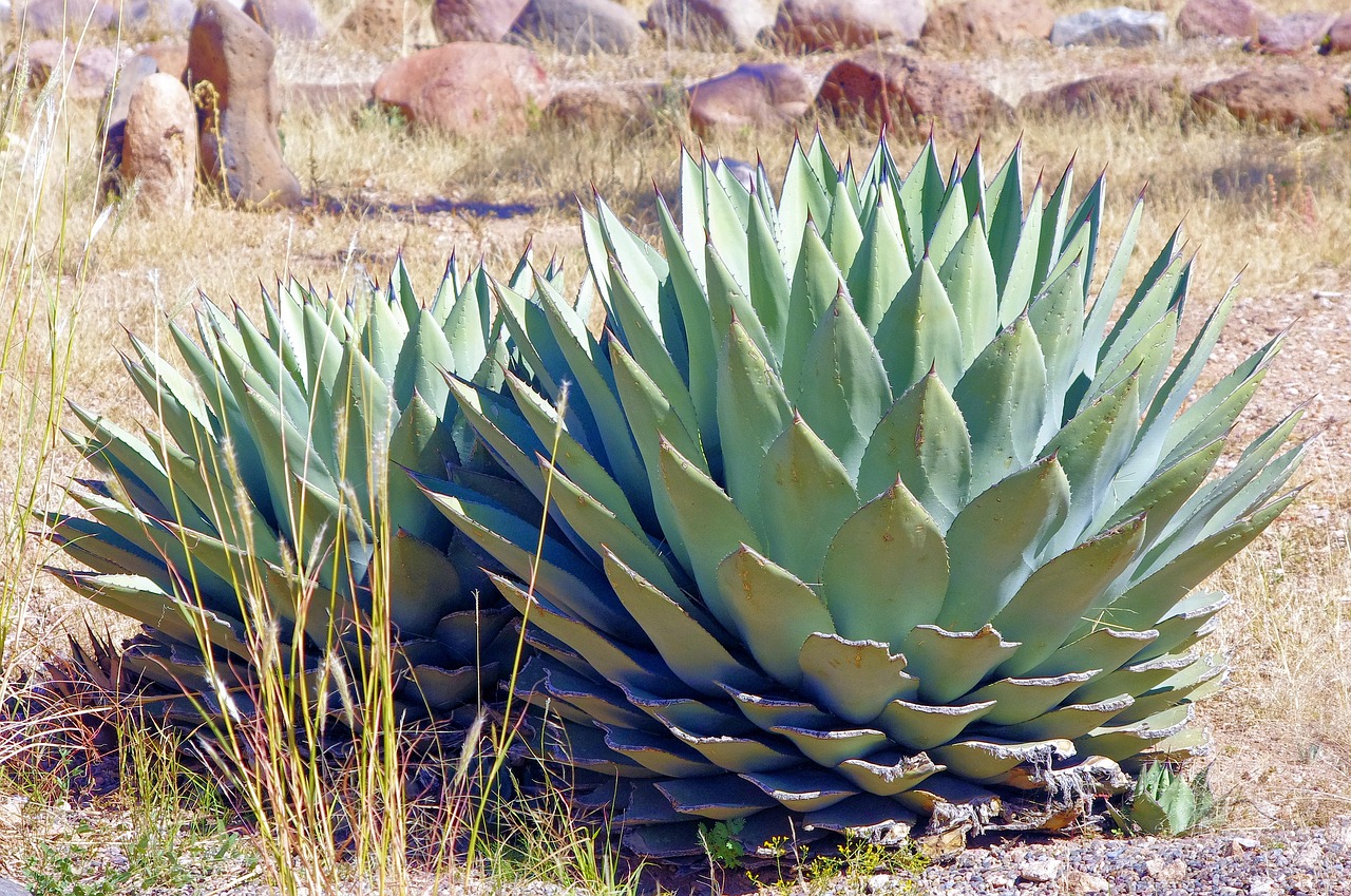 new mexico agave  plant  succulent free photo