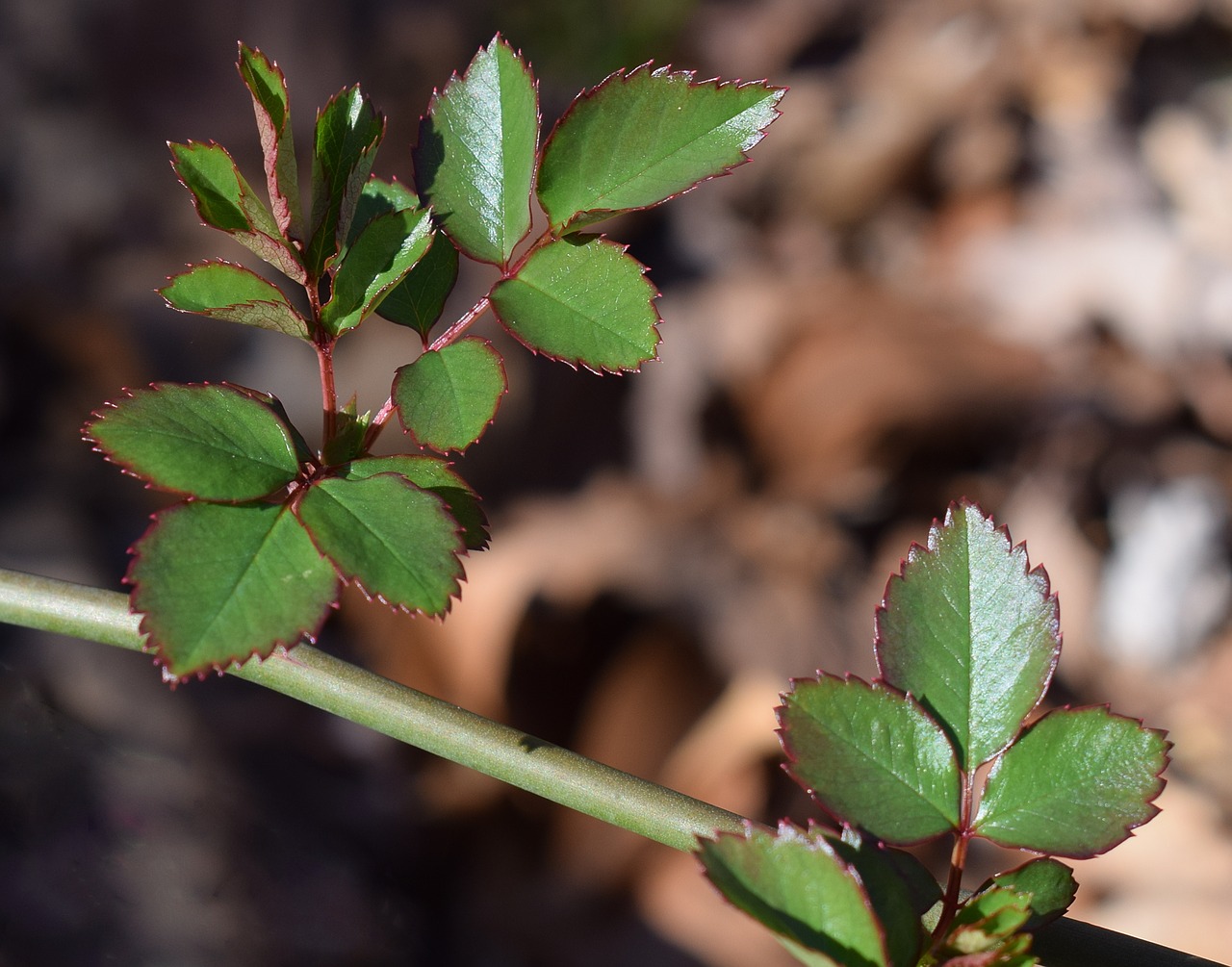 new rose leaves rose leaves free photo