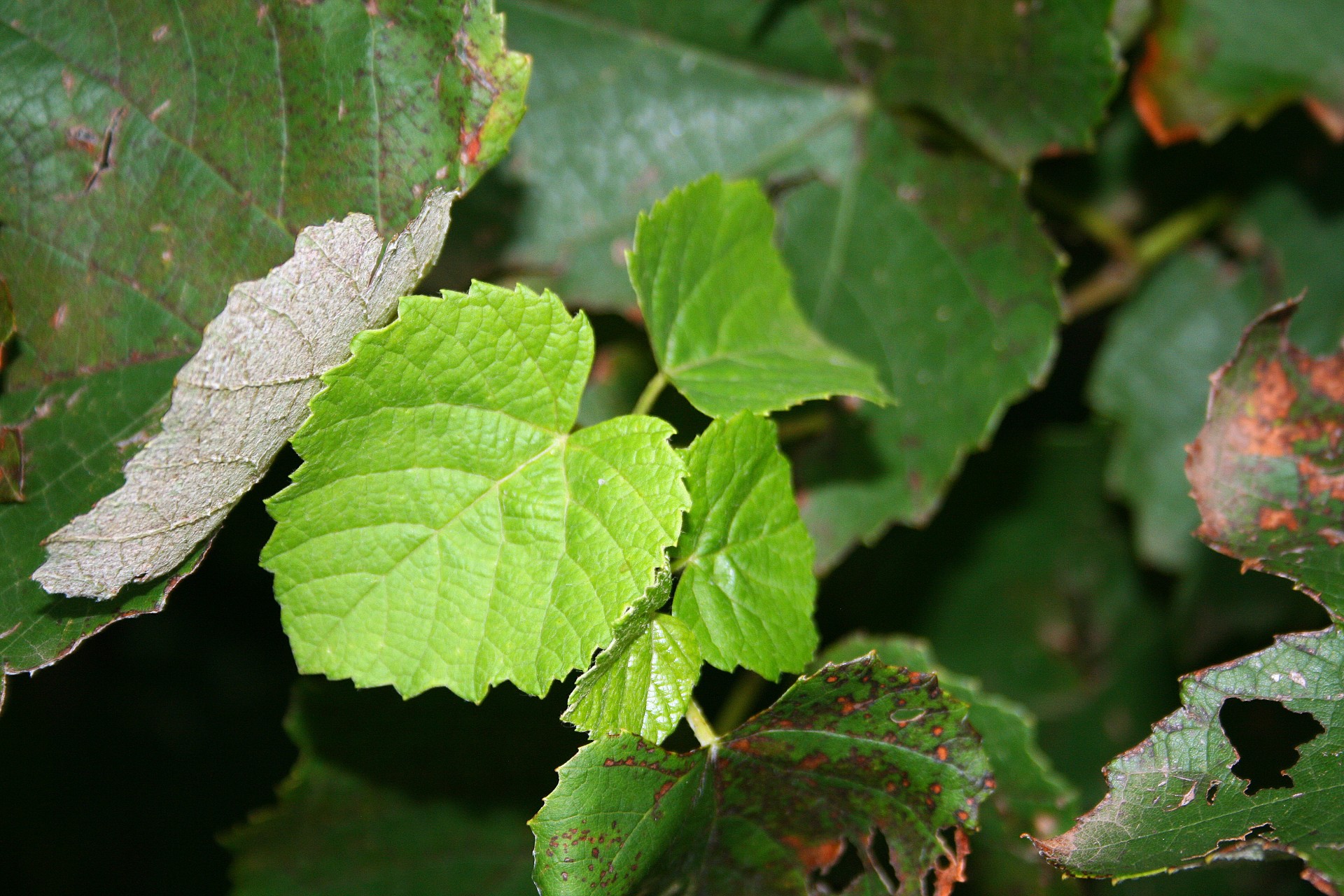 vine leaf green free photo