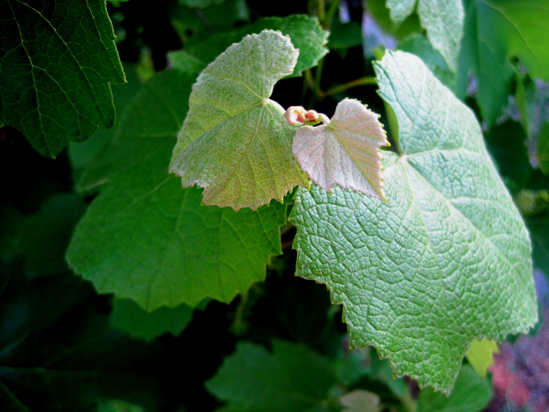 vine grape leaves free photo