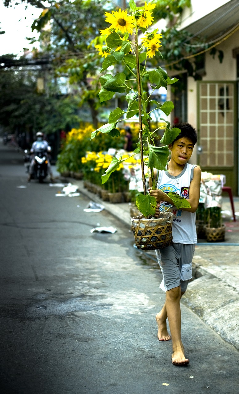 new year flower vietnam free photo