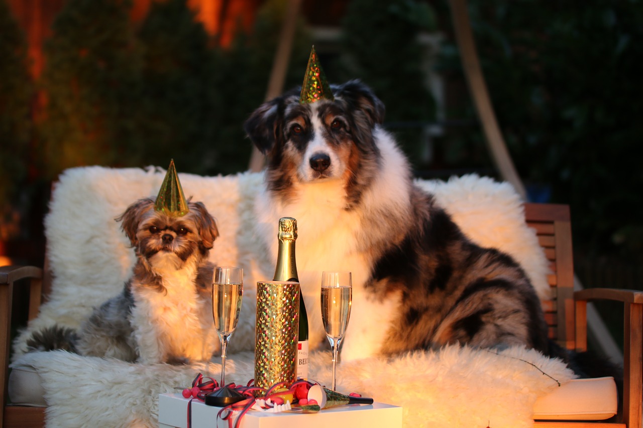 new year's day new year's eve new years eve 2015 free photo