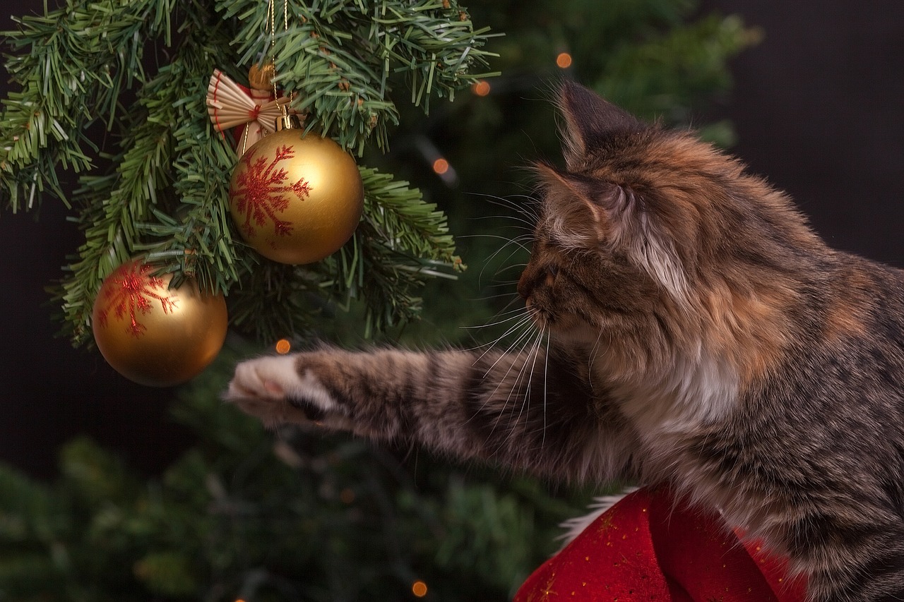 new year's eve cat christmas decorations free photo