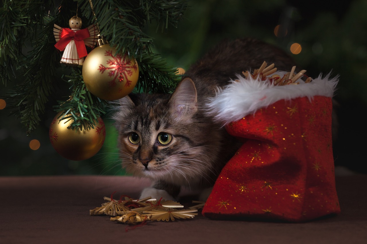 new year's eve cat gifts free photo