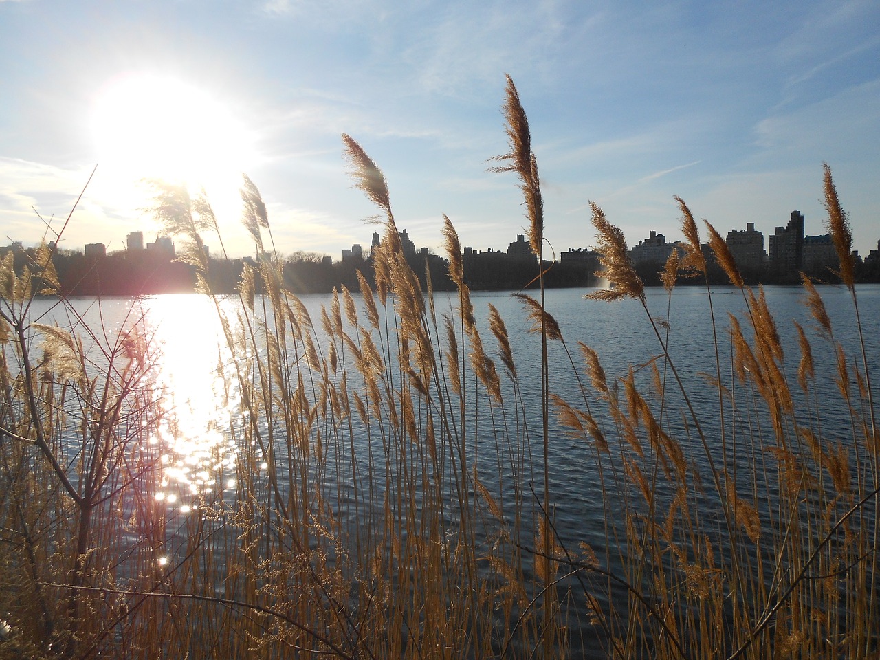 new york central park manhattan free photo