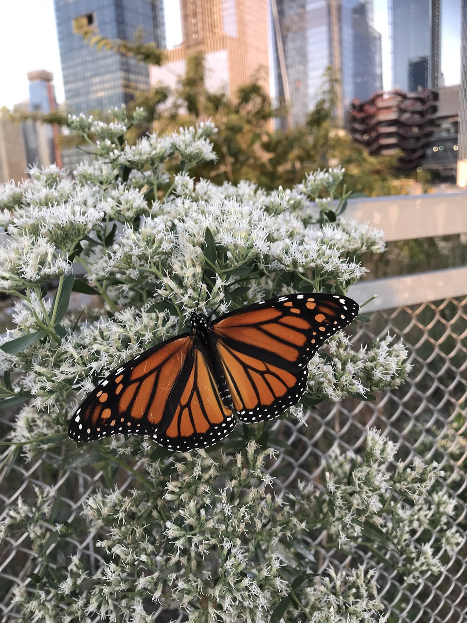 new york  butterfly  monarch free photo