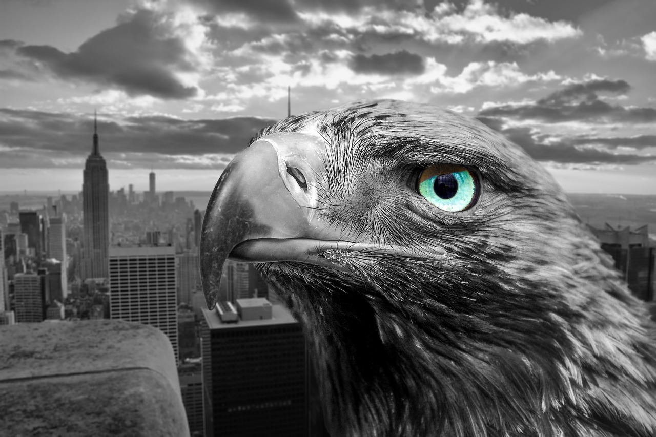 new york  eagle  city free photo