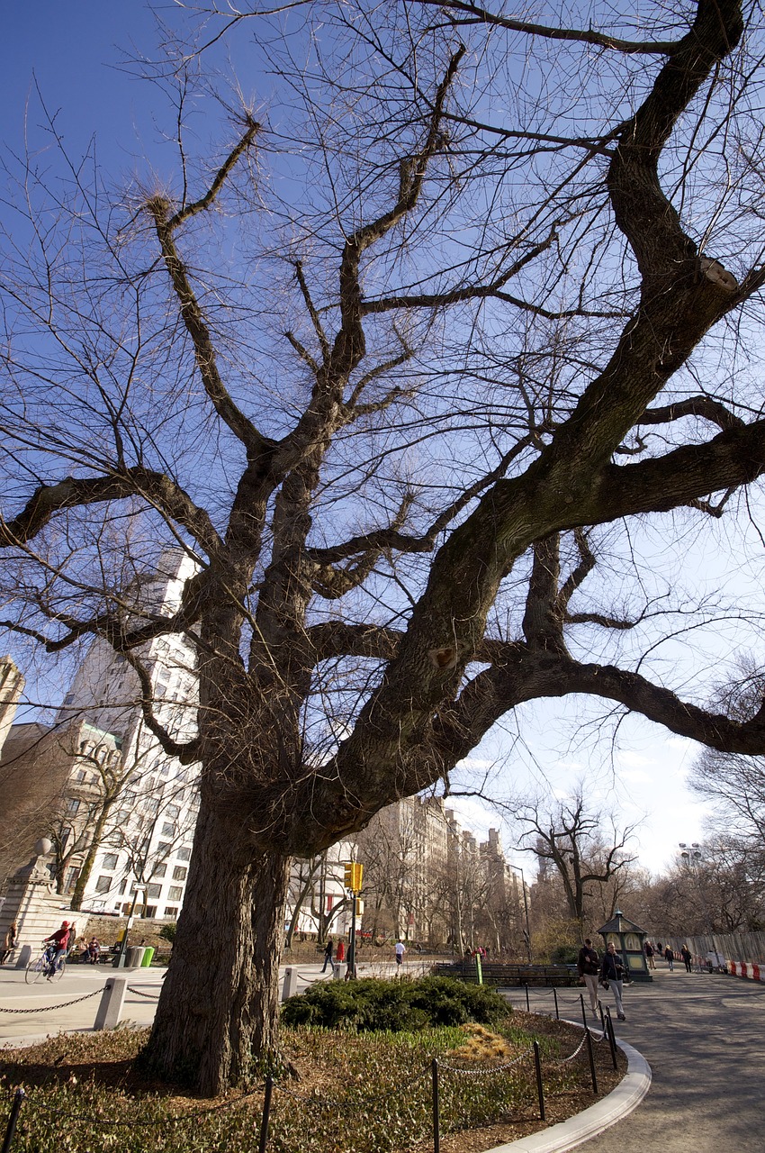 new york central park nature free photo