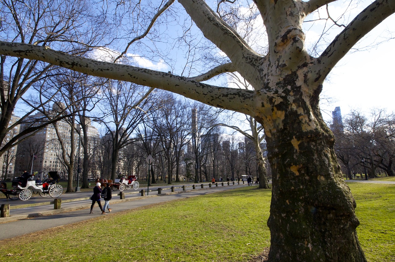 new york central park nature free photo