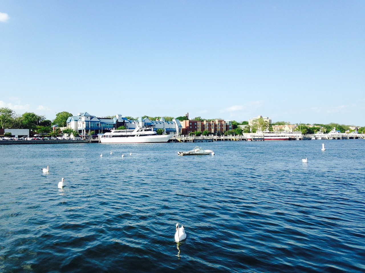 new york lake animals free photo