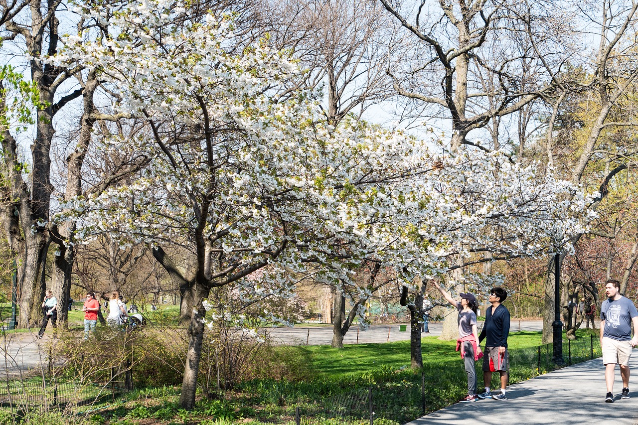 new york city  central park  cherry free photo