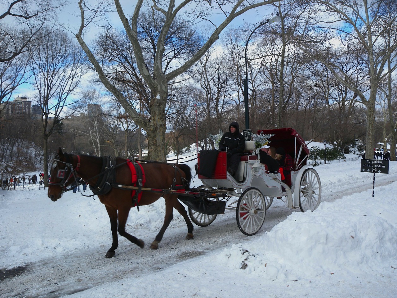 new york city horse carriage free photo