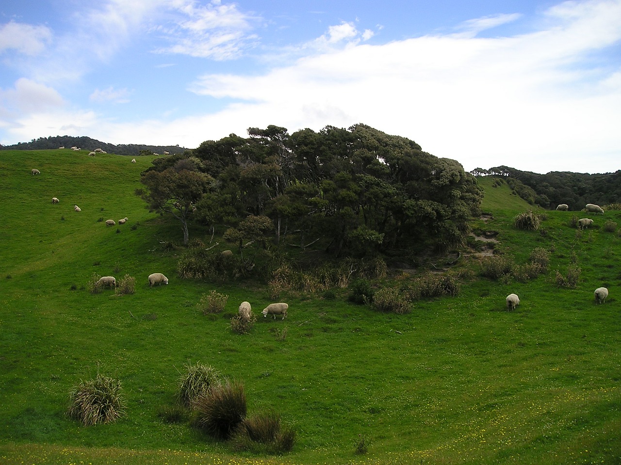 new zealand sheep meadow free photo