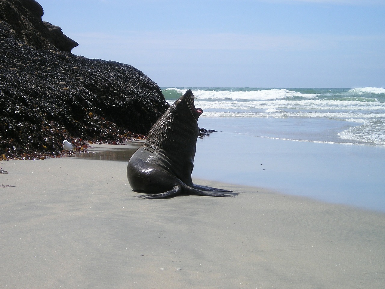 new zealand seal south island free photo