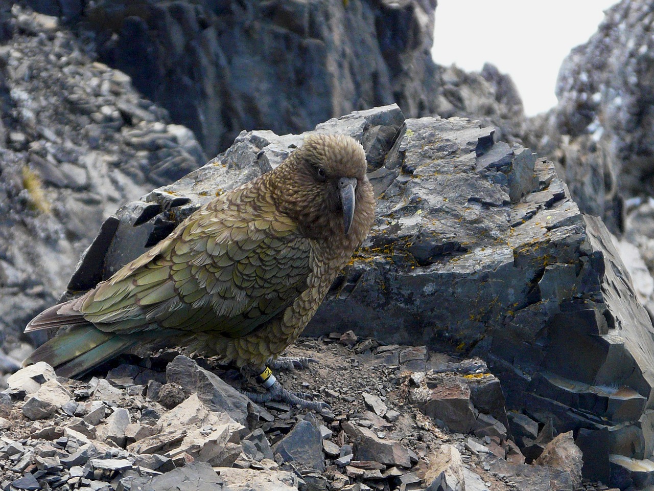 new zealand avalanche peak parrot free photo