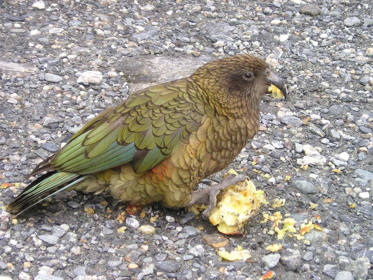 new zealand kea parrot free photo