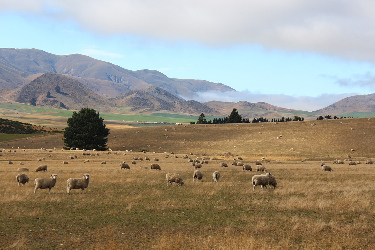 new zealand sheep autumn free photo