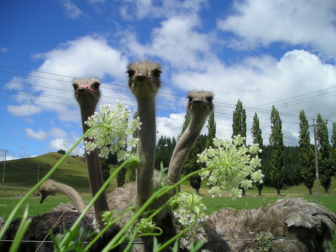 new zealand bouquet ostrich farm free photo