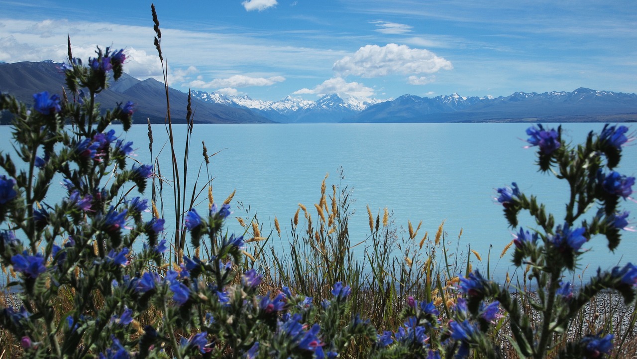 new zealand lake landscape free photo