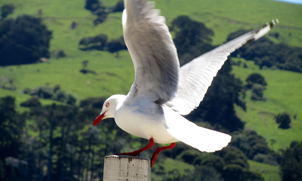 new zealand akaroa seascape free photo