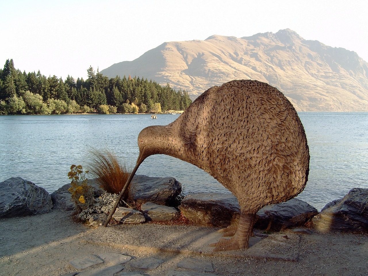 new zealand kiwi queenstown free photo