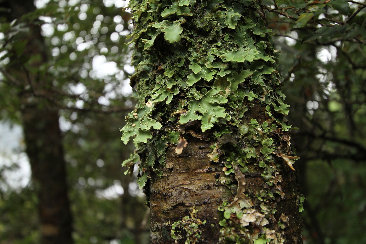 new zealand tree wood forest free photo