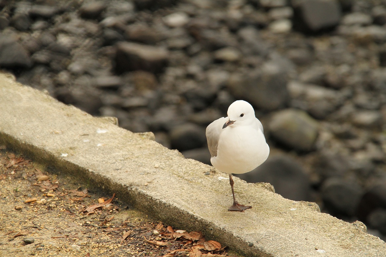 new zealand sea gull xie free photo