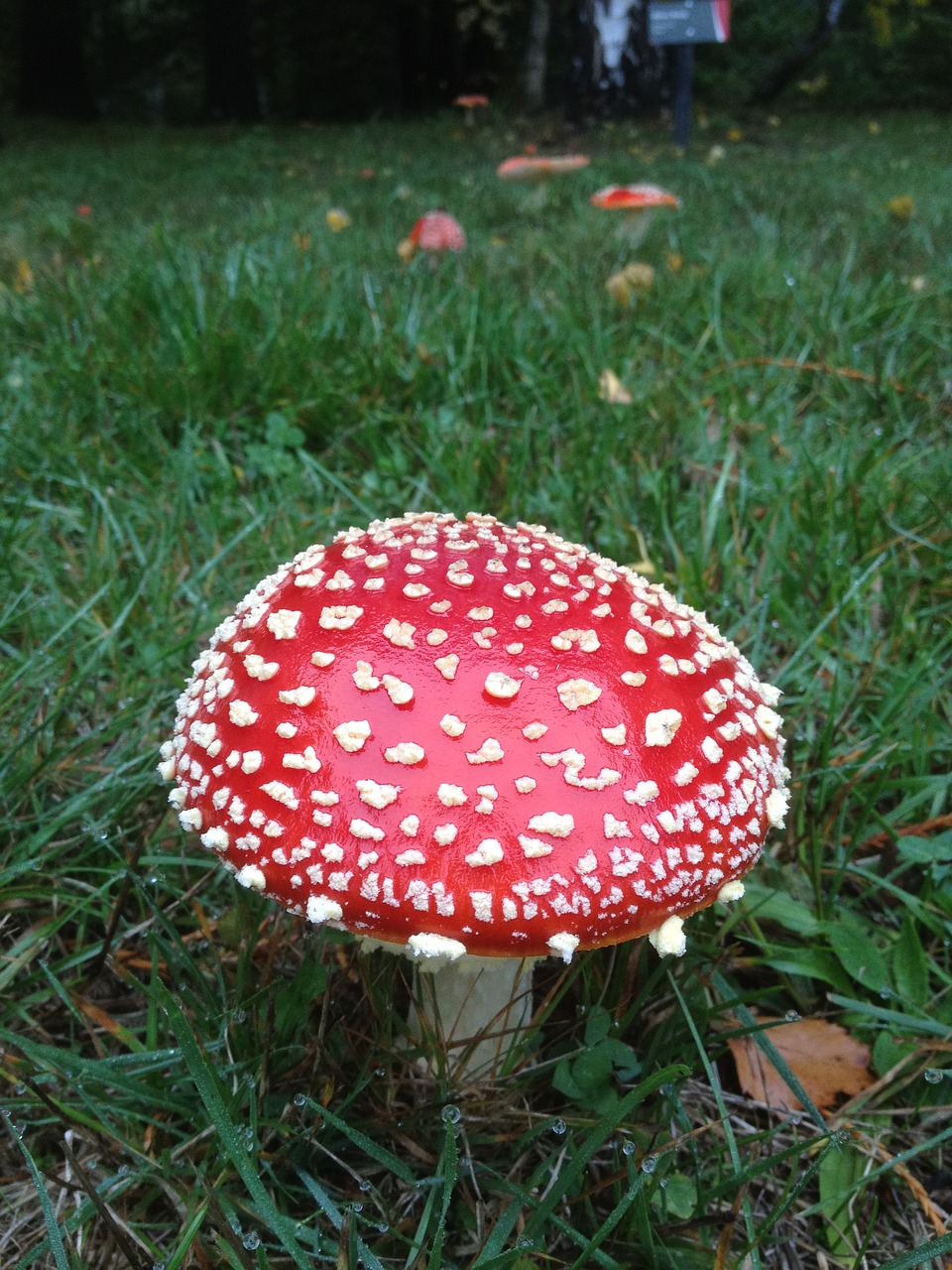 new zealand bi-mushrooms xie free photo