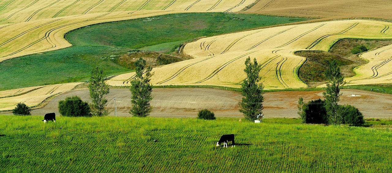 new zealand panorama cattle free photo