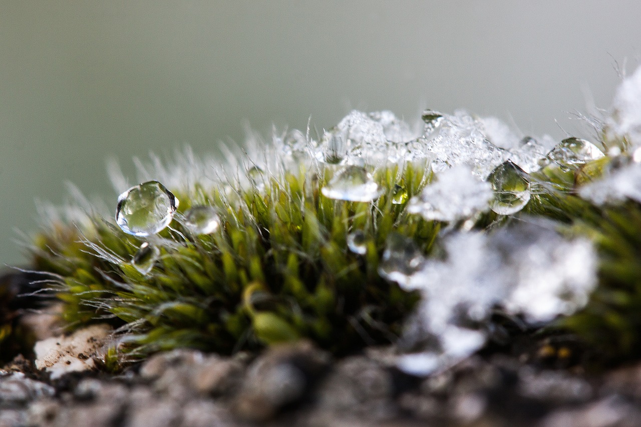 new zealand moss winter free photo