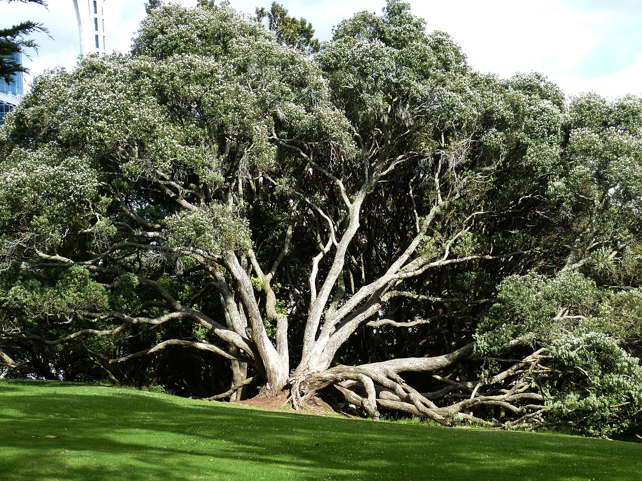 new zealand auckland tree free photo