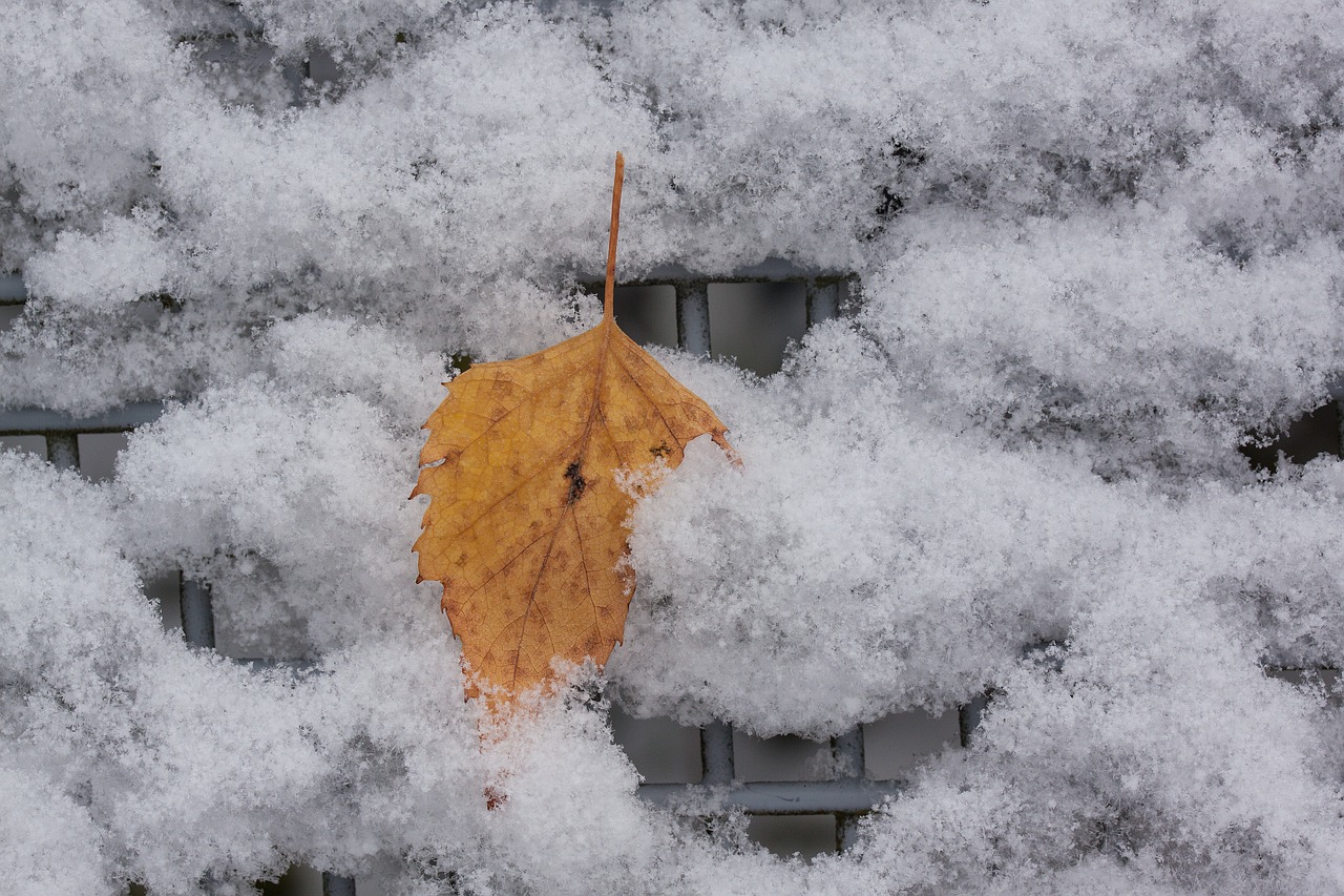 new zealand snow leaf free photo