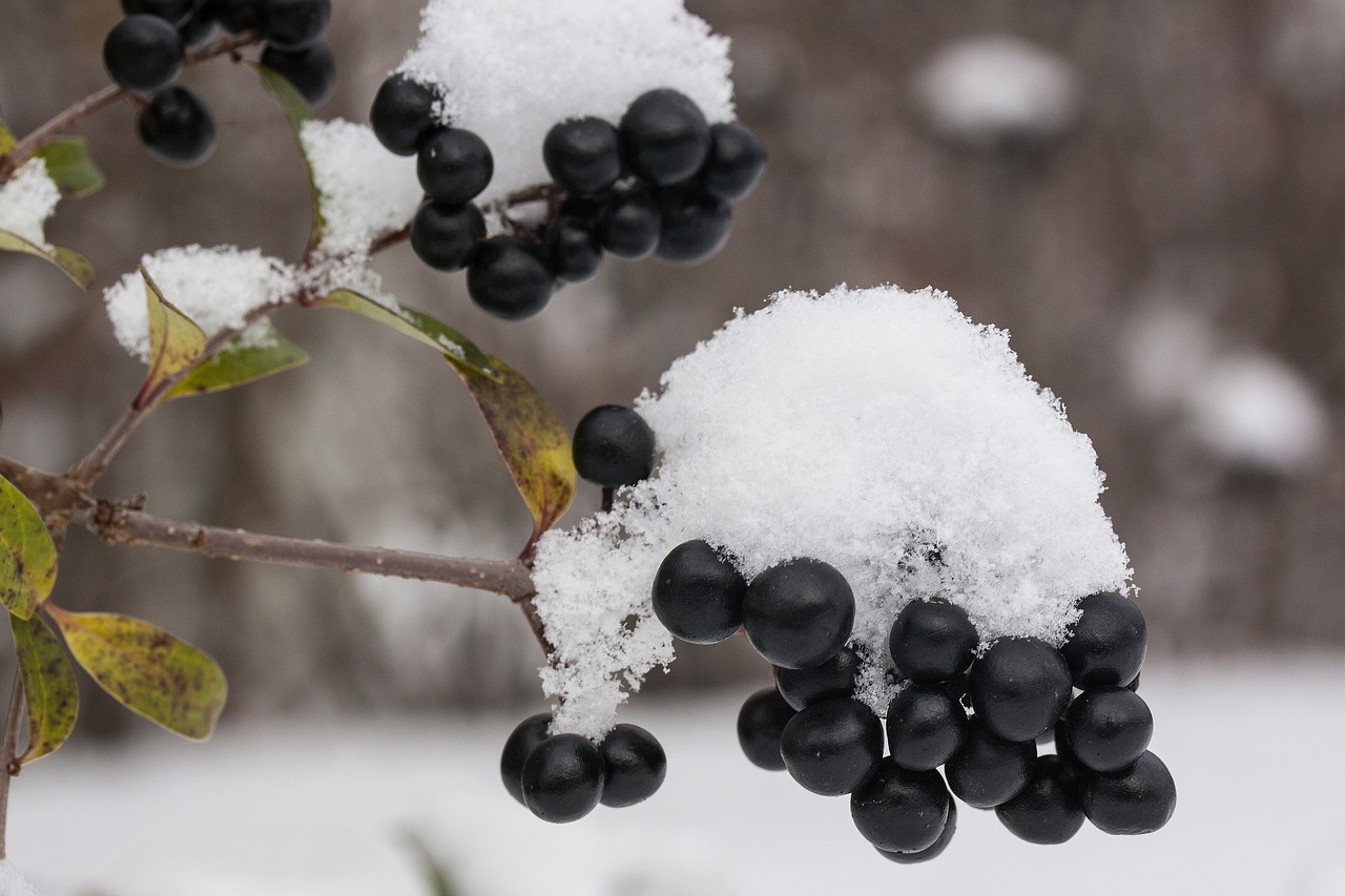 new zealand snow white free photo