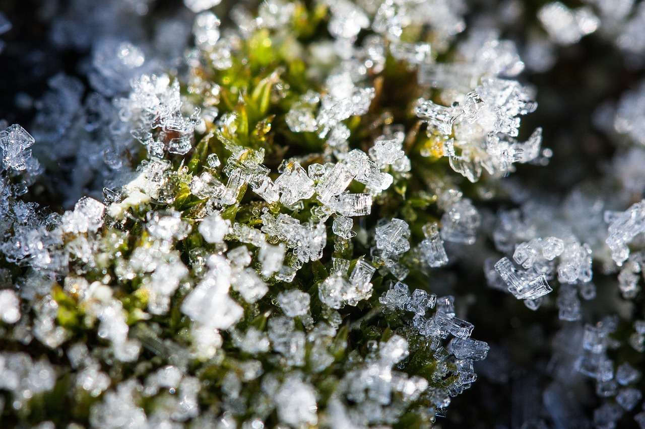 new zealand moss winter free photo