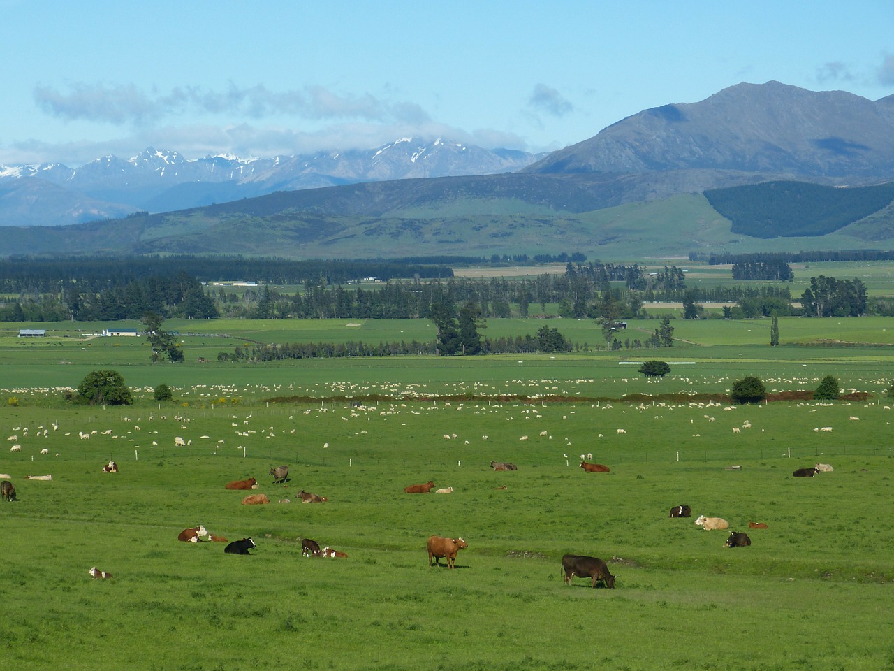 new zealand landscape agriculture free photo