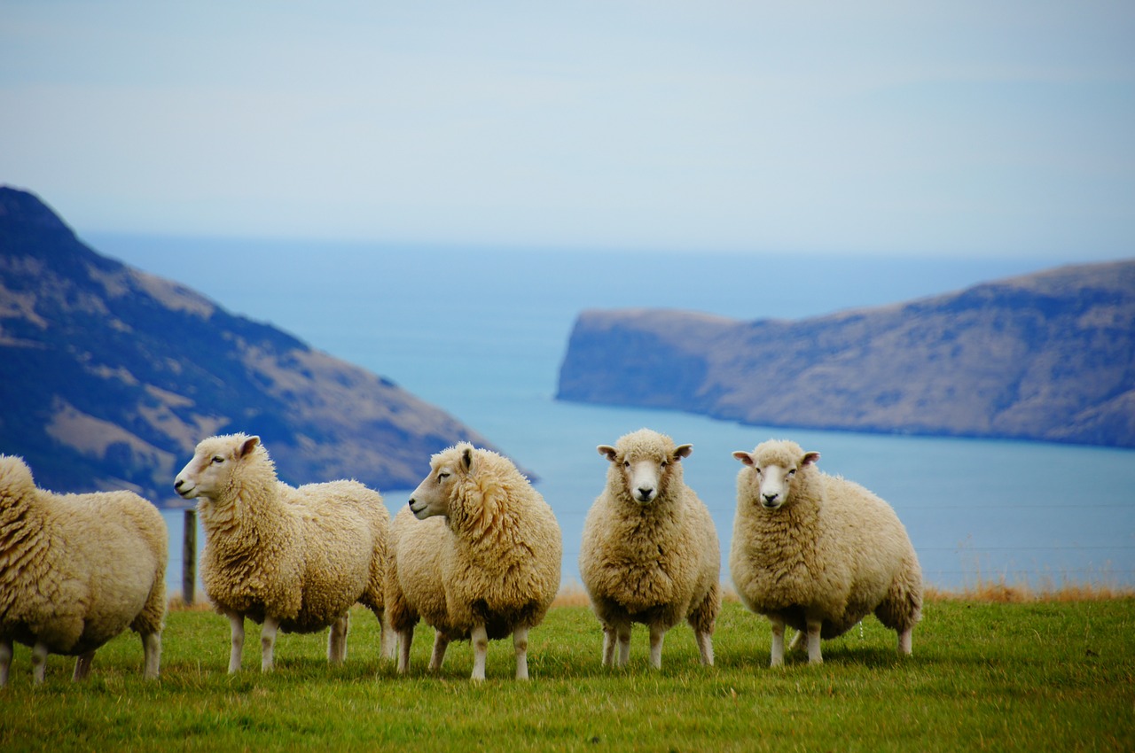 new zealand sea sheep free photo