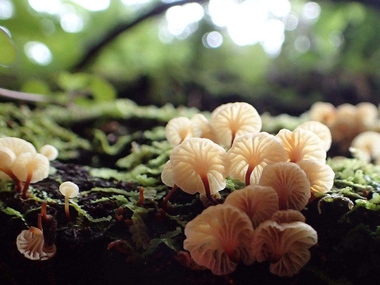 new zealand coromandel forest park bush fungi free photo