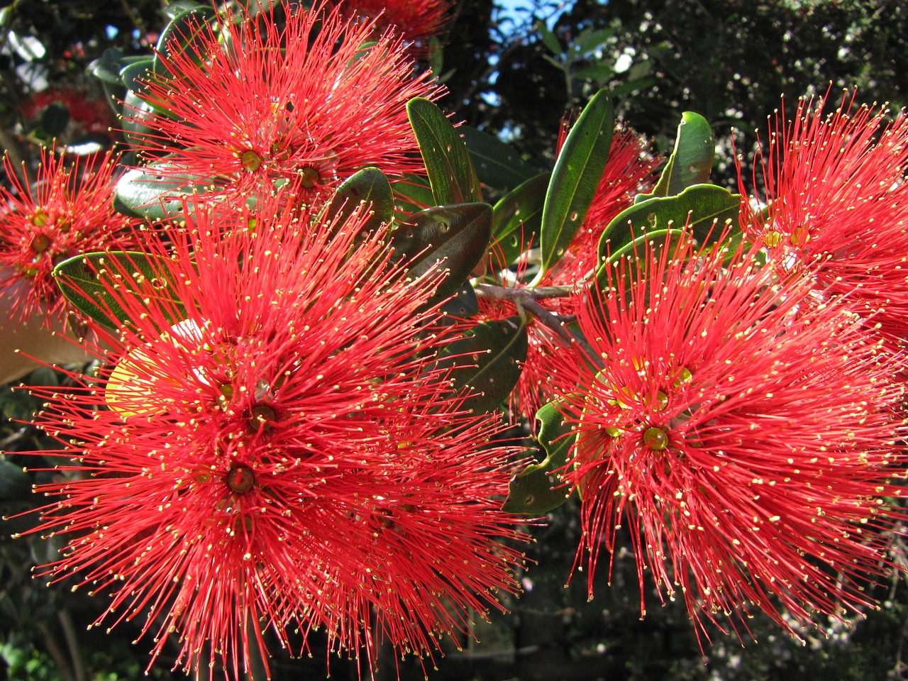 new zealand christmas tree pohutukawa free photo