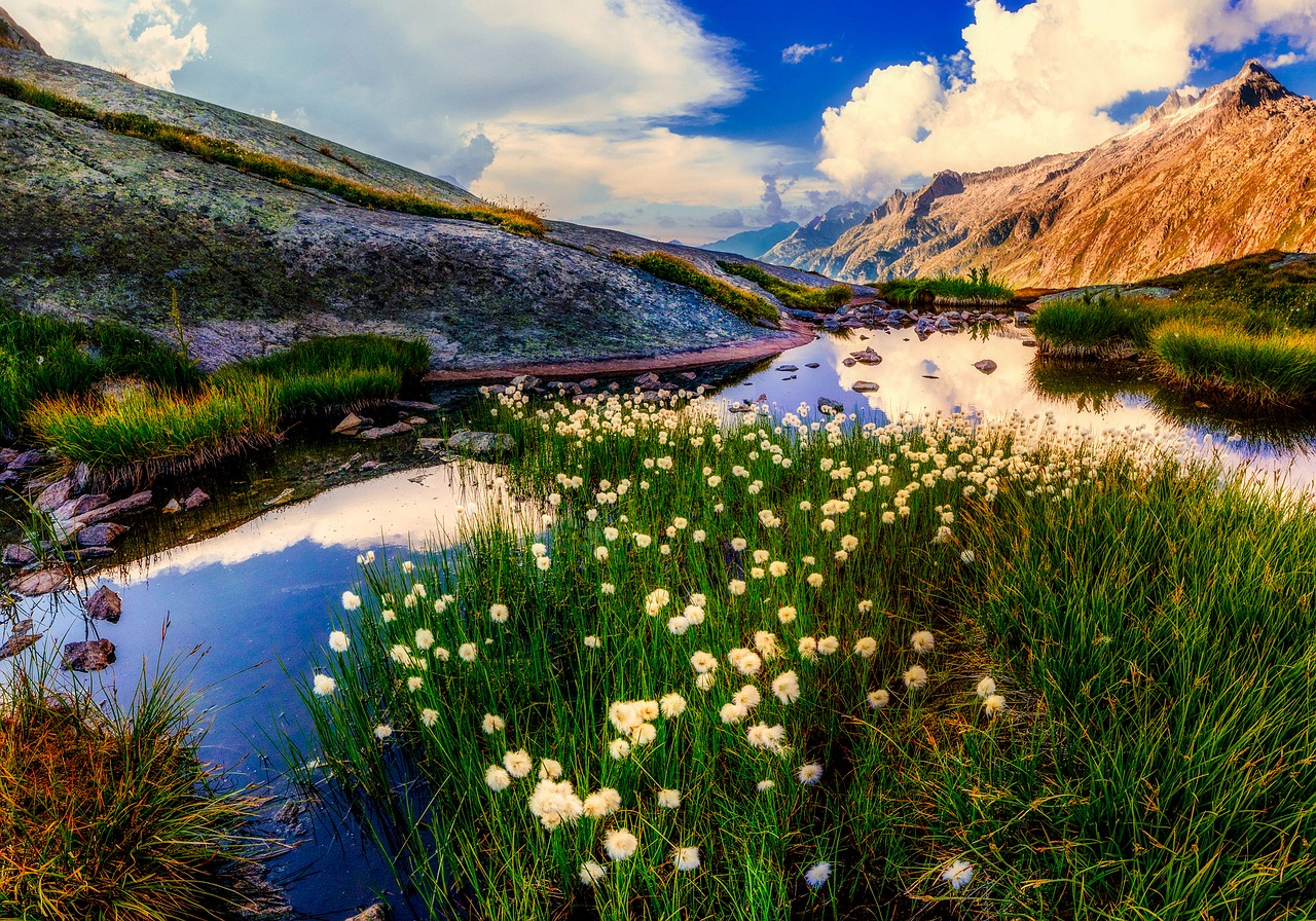 new zealand dandelions plants free photo