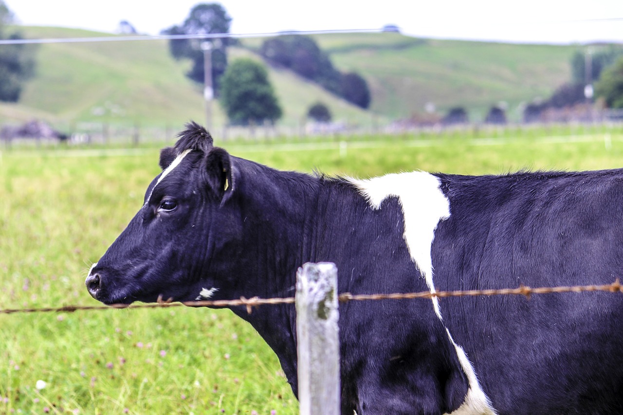 new zealand landscape cow free photo