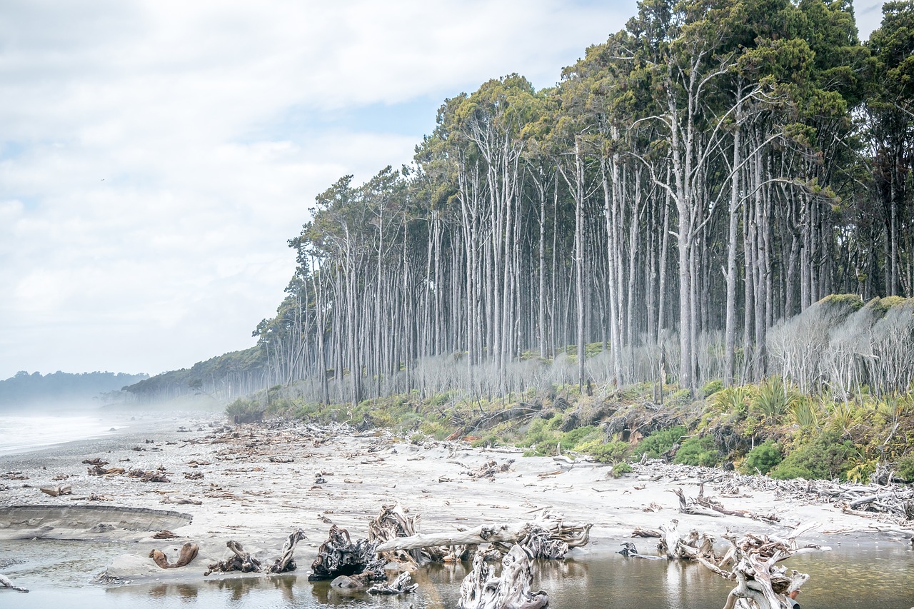 new zealand  nature  beach free photo