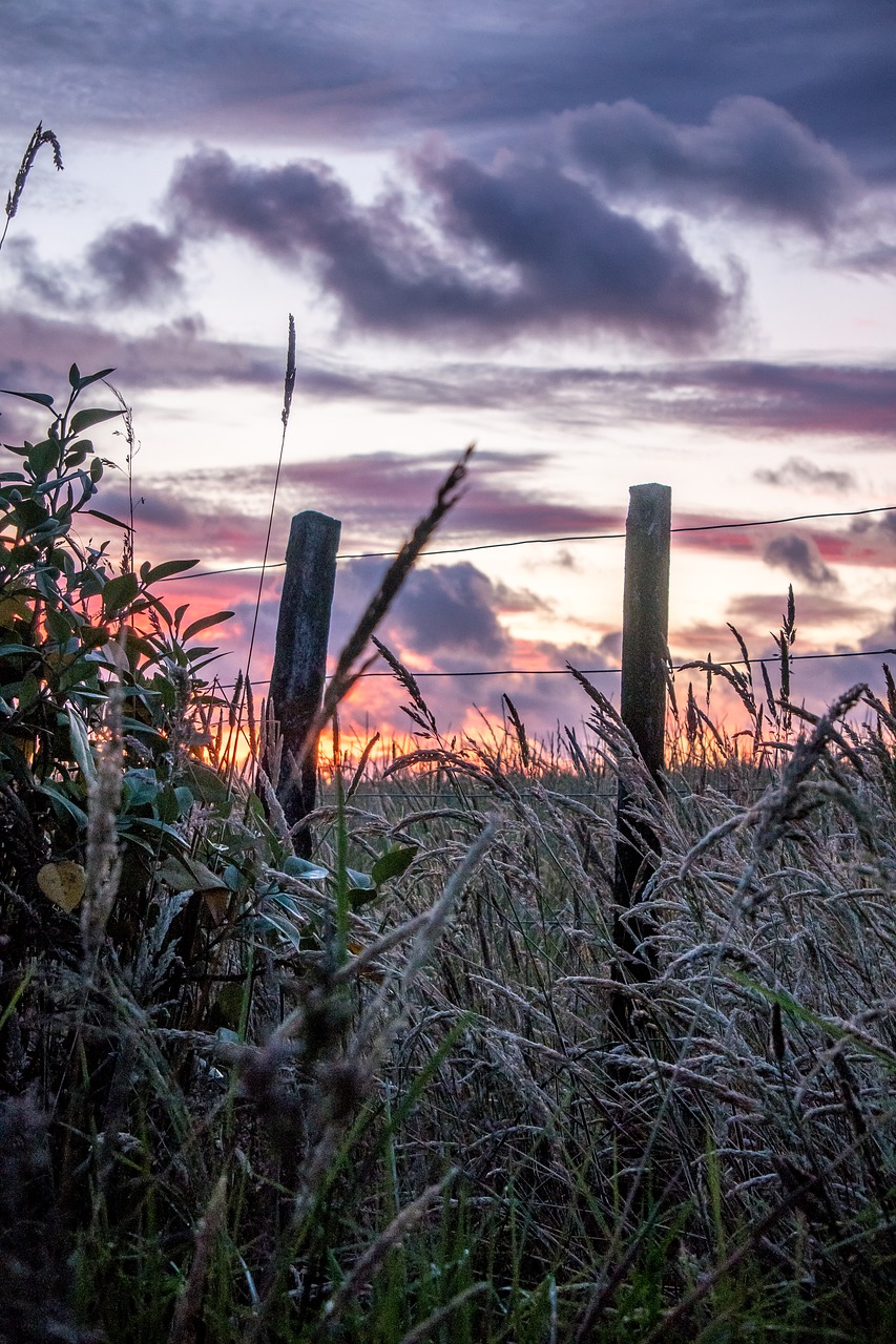 new zealand  nature  morgenrot free photo