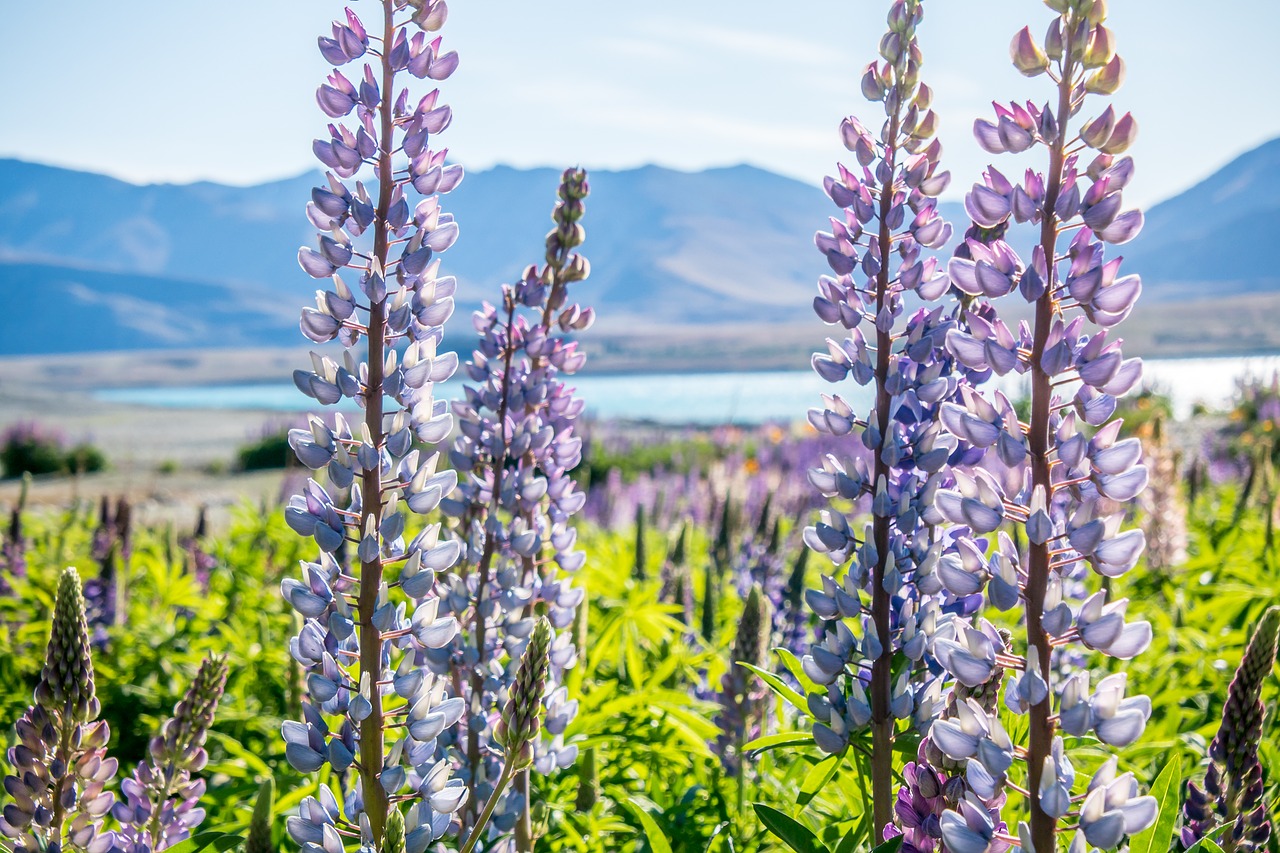 new zealand  lupienie  purple free photo