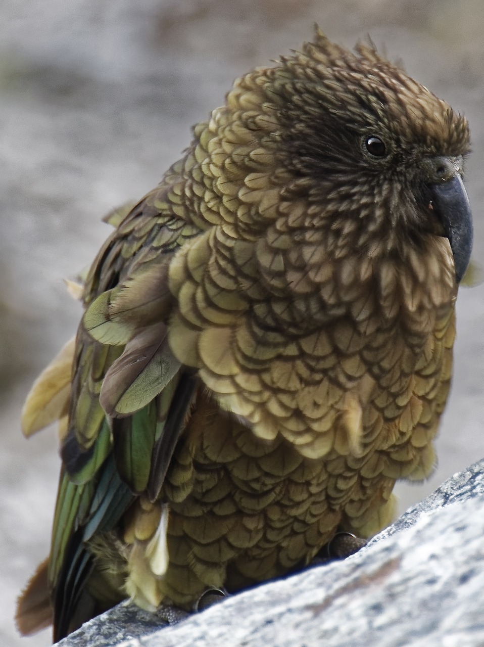 new zealand  kea  bird free photo