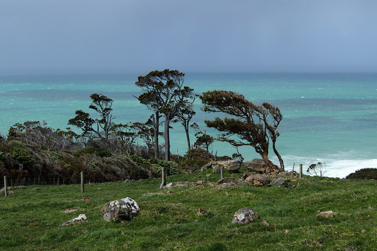 new zealand trees wind free photo