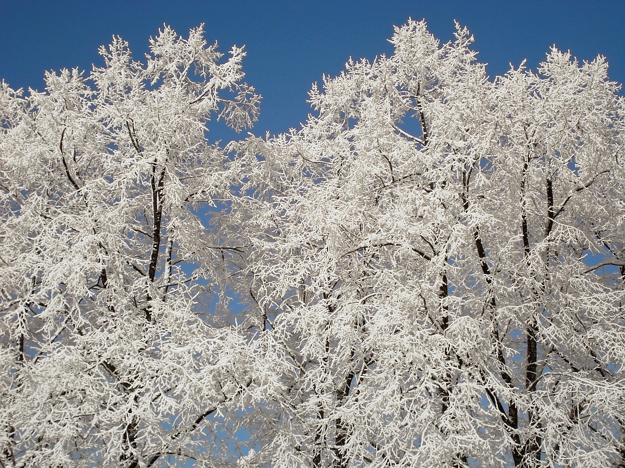 new zealand winter tree free photo