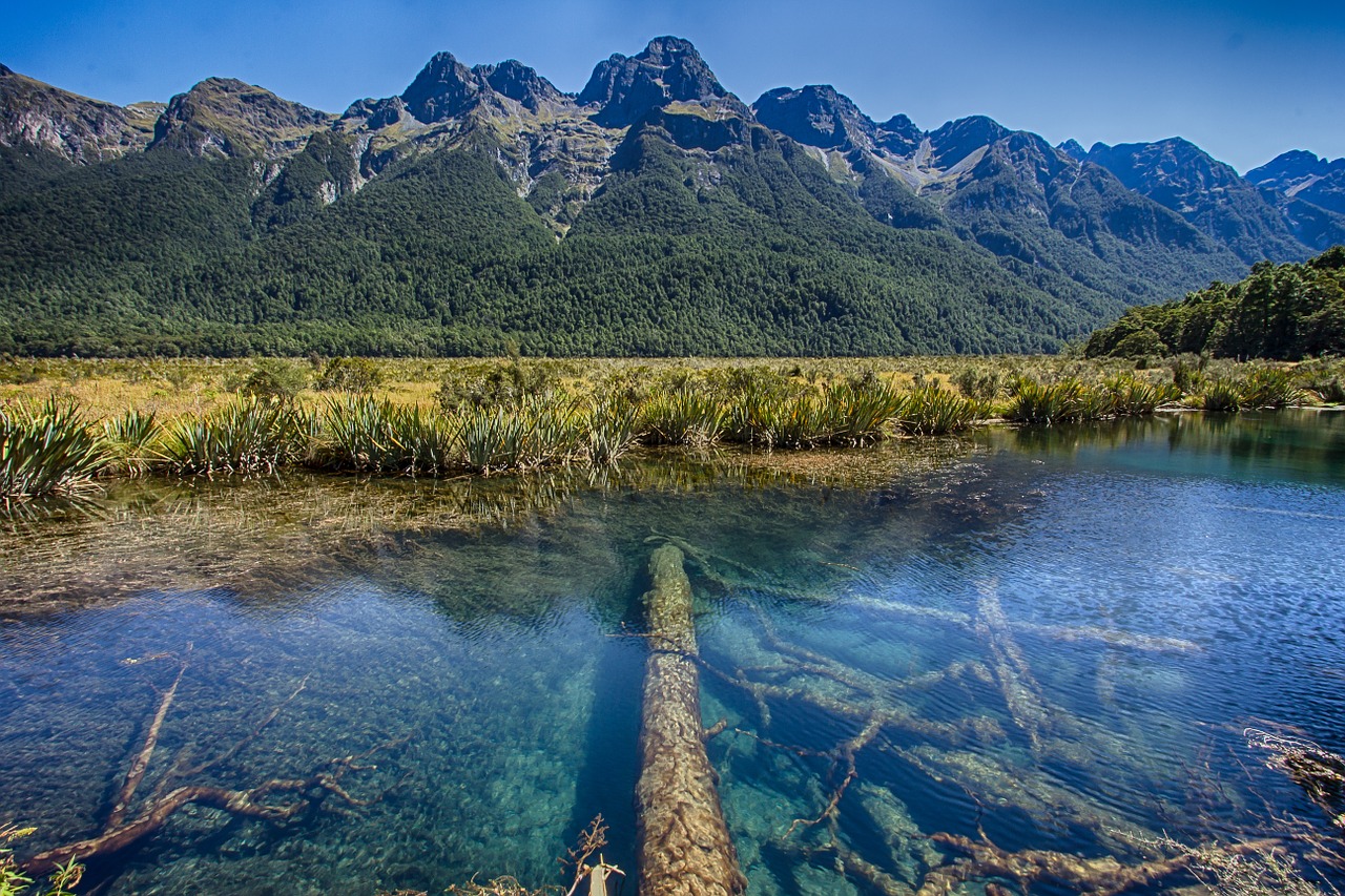 new zealand south island tree trunks free photo